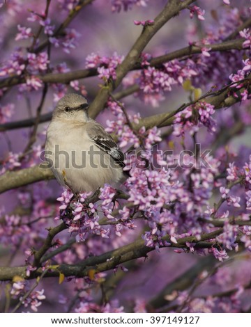 Northern Mockingbird In Spring, Perched In Pink Blooming Redbud Tree Branch, Blooms all around.