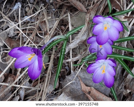 Royalty Free Photograph - Spring Awakenings - Vivid Purple Colored Crocus Blooms are the First Plants pushing above the ground this Spring Day in Mother's Flower Garden.  