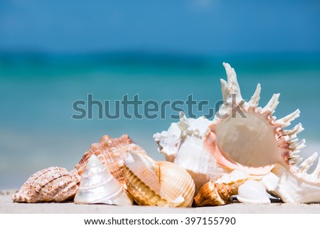 Seashells and sand background. Summer beach sea background. 