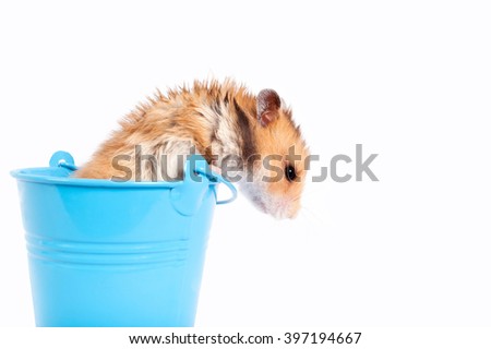 Hamster in a turquoise decorative bucket