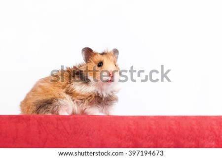 Hamster sitting on the box and looking up