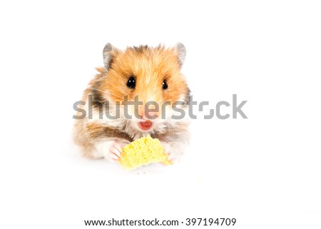 beautiful fluffy hamster sitting and eating