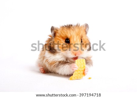 beautiful fluffy hamster sitting and eating