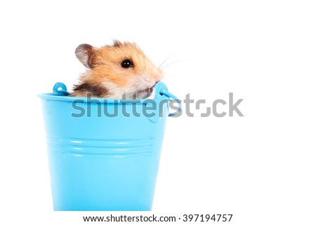 Hamster in a turquoise decorative bucket
