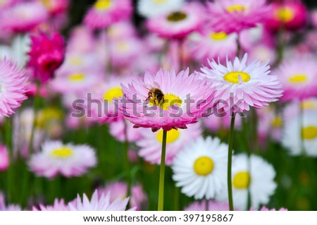 A field of pink paper daisies, or love everlastings, with a bee pollinating one at King's Park in Perth/Bee on the Pink Paper Daisy/King's Park, Perth, Australia