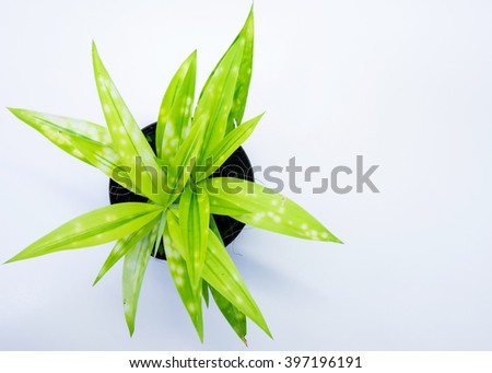 Top view of tree's leaf isolated in white background