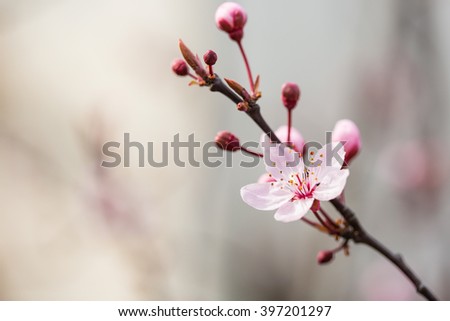 blossoming cherry twig 