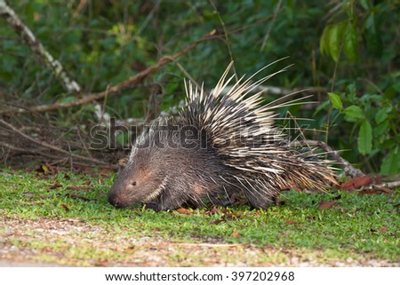 The porcupine seek a food on the grass