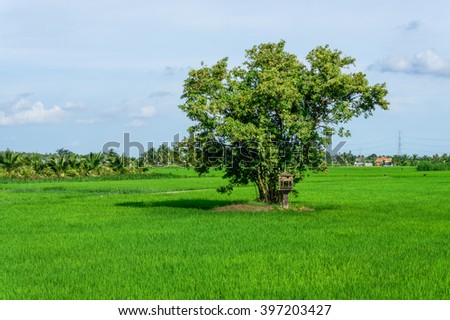 The lonely tree in the rice field
