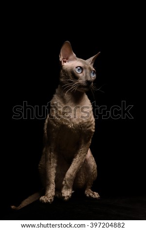 Cornish Rex cat with blue eyes sitting on table on black background. Short-haired. Studio