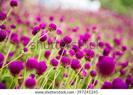 Globe amaranth on the hill side Royalty-Free Stock Photo #397241245