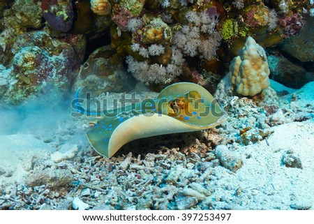 Bluespotted ribbontail ray (Taeniura lymma) swimming, in the Red Sea, Egypt.