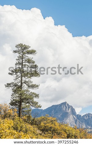 Lonely pine tree in the dry autumn pasture land with big clouds