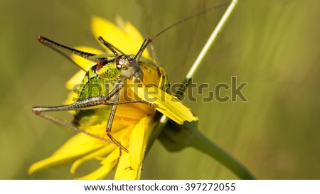 Grasshopper having breakfast