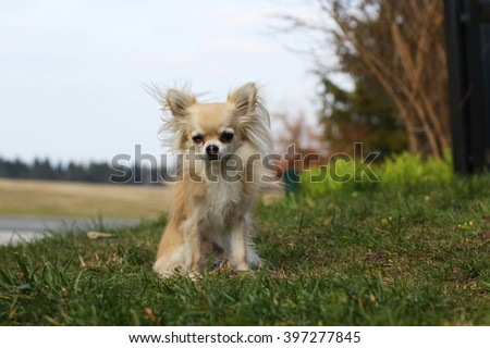 A small chihuahua sitting on green grass on windy afternoon outdoors 
