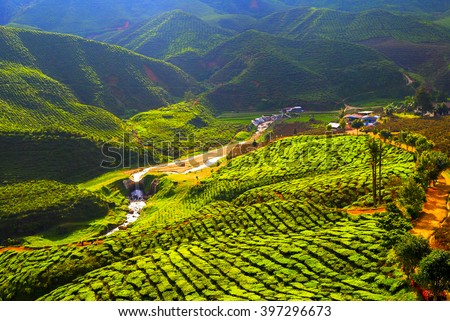 Highlight and shadow at tea field, Cameron Highlands with Haze and smoke effect at the mountain, Malaysia Royalty-Free Stock Photo #397296673