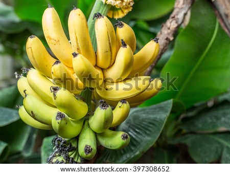 Ripe bunch of bananas on the palm. Closeup picture.