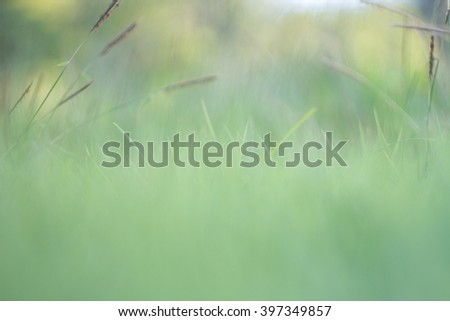 blurred grass out of focus tropical green grass field abstract background
