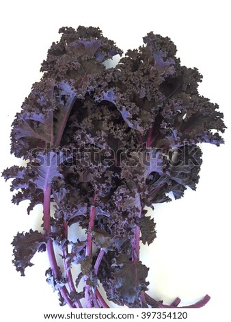 Freshly cut purple kale is isolated on white background.