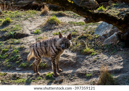 Striped hyena male