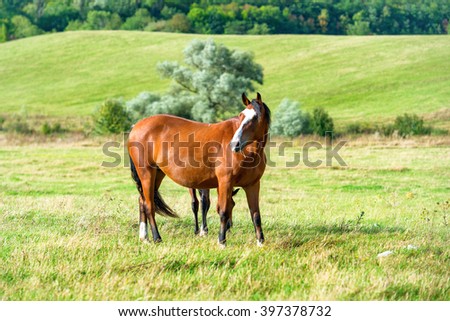 Horse on the green farm field with grass