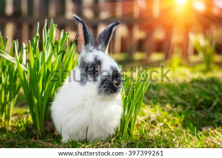 Little nice rabbit on green grass in spring day.