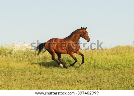 red horse standing on the dry grass in the field on a background of blue sky