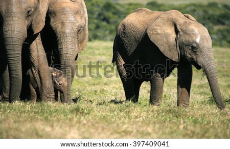 A herd of elephant walk towards the camera. They surrounding and protecting the new baby elephant. Taken in the Easten Cape, South Africa