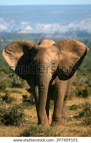 A bull elephants walk down a path. Taken on safari in South Africa.