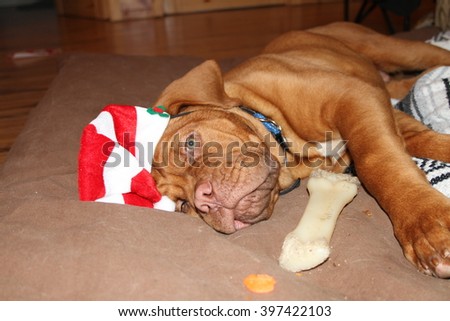 puppy wearing red and white hat