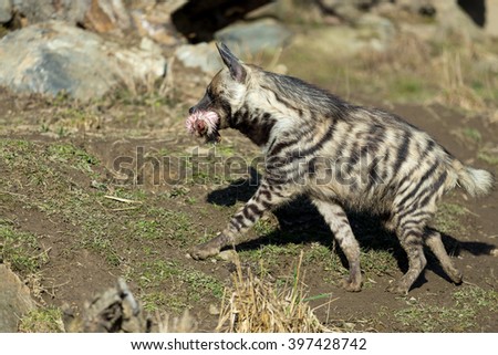 running Striped hyena (Hyaena hyaena) with flesh in mouth