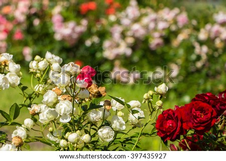 Lovely pink and white roses. Ornamental red and white roses filled picture. Beautiful small roses with green leaves. A lot of little roses buds. Sunny day. Unusual flower, unlike the others.Tolerance 