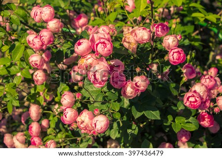 Lovely pink climbing roses. Ornamental red and pink roses filled picture. Retro pink roses in garden. Big bush of beautiful small roses with green leaves. A lot of little buds of roses. Sunny day. 