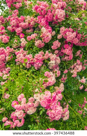 Lovely pink climbing roses. Ornamental red and pink roses filled picture. Retro pink roses in garden. Big bush of beautiful climbing small roses with green leaves. A lot of little velvet roses fringed