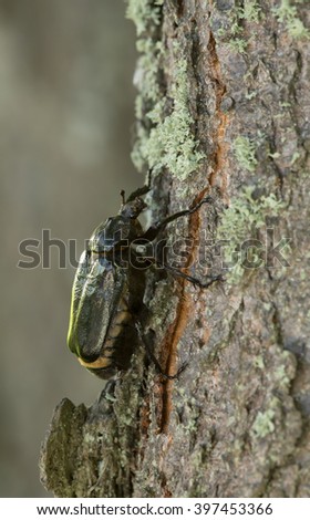 Hermit beetle, Osmoderma eremita on linden wood
