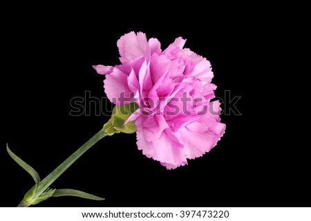 Gently purple carnation isolated on black background