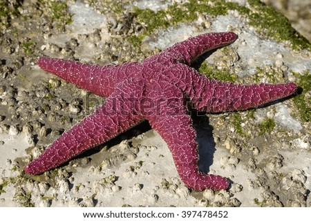 A Beautiful Pacific Sea Star British Columbia CANADA