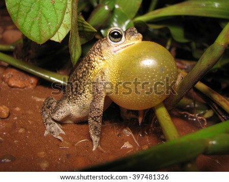 Common Lesser Toad calling Royalty-Free Stock Photo #397481326