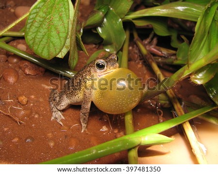 Common Lesser Toad calling