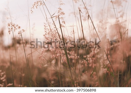 Flowers grass blurred  background vintage