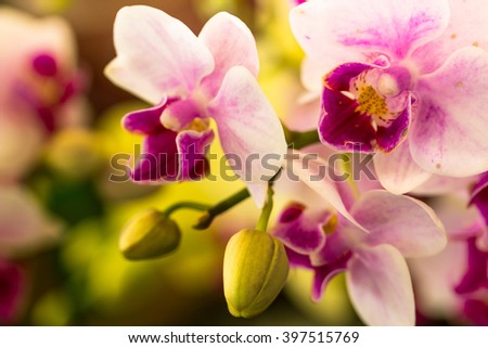 Close up of white and pink orchid flower stem