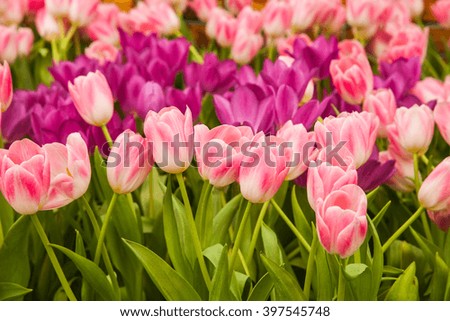 tulip is a Eurasian and North African genus of perennial, bulbous plants in the lily family.