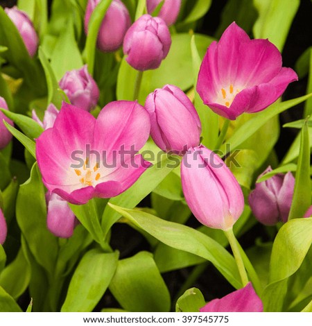 tulip is a Eurasian and North African genus of perennial, bulbous plants in the lily family.