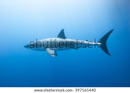 Great white shark with pilot fish from the side in clear blue water and the sun in the background.