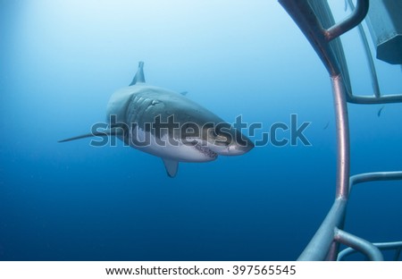 Great white shark with diving cage in clear blue water.