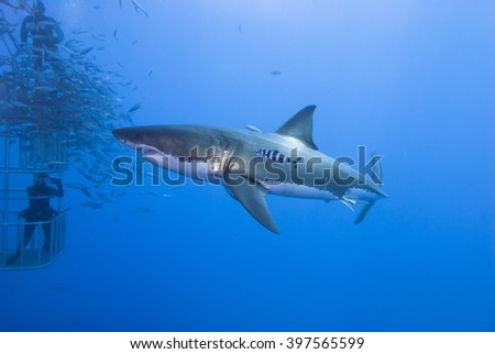Great white shark sideways with pilot fish in clear blue water.
