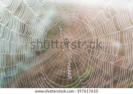 spider web in the early morning