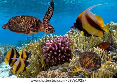 Colorful coral reef with many fishes and sea turtle. Red Sea, Egypt