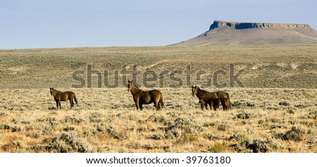 free roaming mustangs on the White Mountain BLM land near Green River Wyoming Royalty-Free Stock Photo #39763180