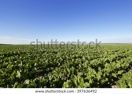   the agricultural field on which grows green beets for sugar production